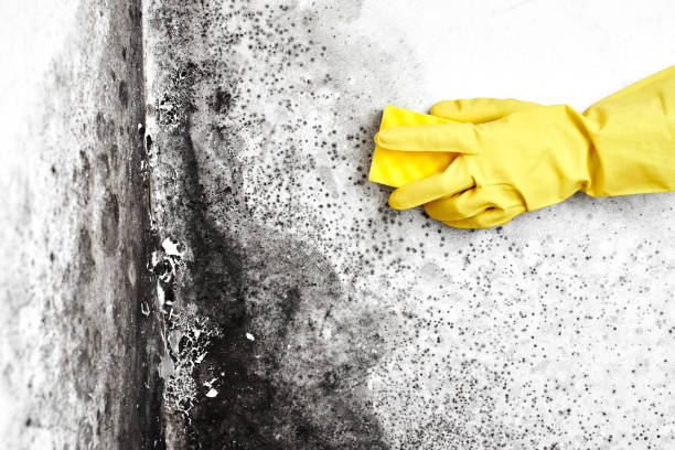Best Commercial Mold Removal  in Hayfork, CA