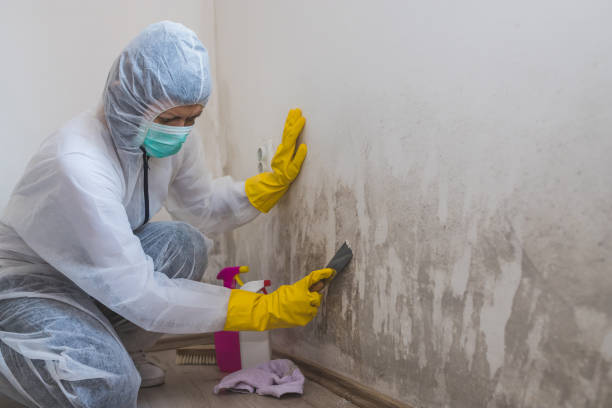 Best Mold Testing  in Hayfork, CA