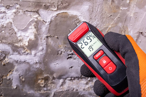 Best Residential Mold Removal  in Hayfork, CA