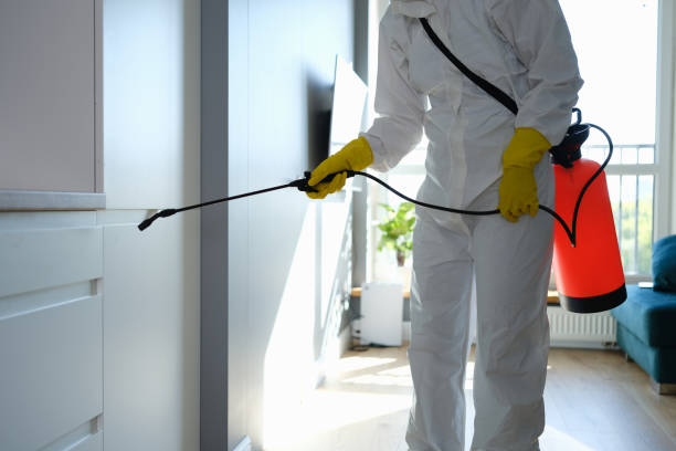Best Black Mold Removal  in Hayfork, CA