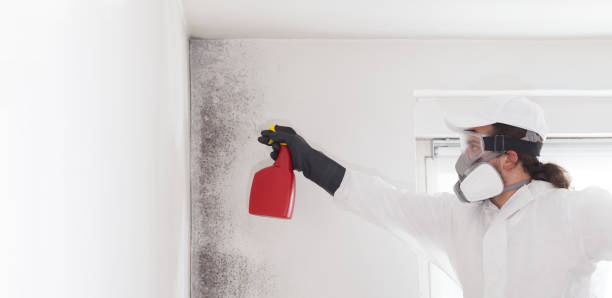 Best Toxic Mold Removal  in Hayfork, CA