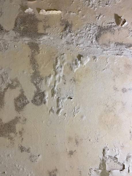 Best Office Mold Removal Services  in Hayfork, CA