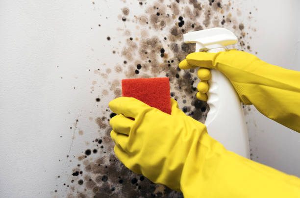 Best Mold Removal Company Near Me  in Hayfork, CA