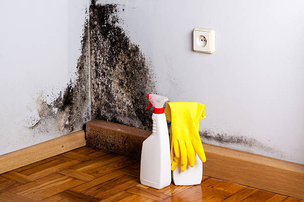 Best Mold Cleaning Services  in Hayfork, CA