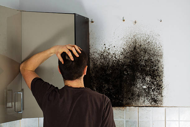 Best Attic Mold Removal  in Hayfork, CA
