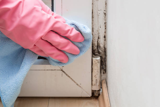 Best Fast Mold Removal  in Hayfork, CA