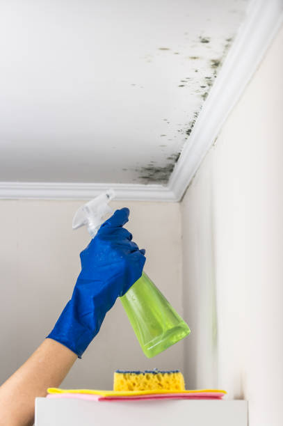 Best Mold Damage Repair  in Hayfork, CA